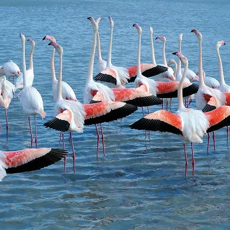 L' Estelle En Camargue Saintes-Maries-de-la-Mer